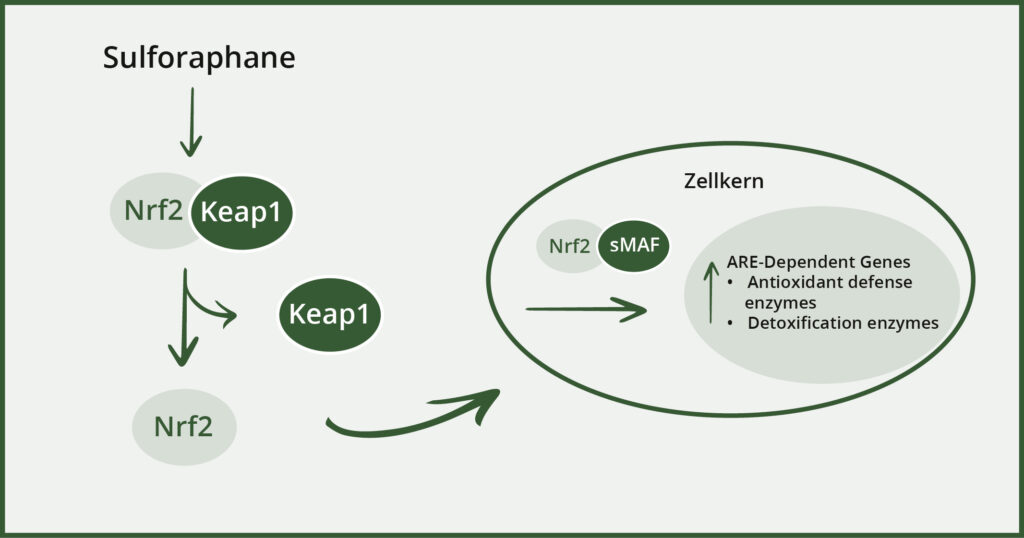 Die entzündunghemmended Wirkmechanismen von Sulforaphan